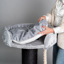 Chartreux Blackline Ljusgrå
