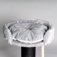 Chartreux Blackline Ljusgrå