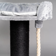 Chartreux Blackline Ljusgrå