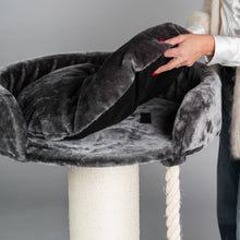 Chartreux Mörkgrå