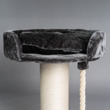 Chartreux Mörkgrå