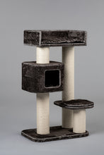 Devon Rex Taupe Grå