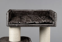 Devon Rex Taupe Grå