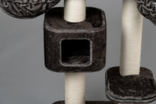 Devon Rex Taupe Grå Plus